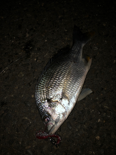 キビレの釣果