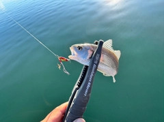 イシモチの釣果