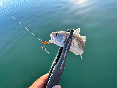 イシモチの釣果