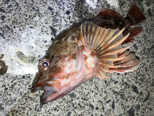 カサゴの釣果