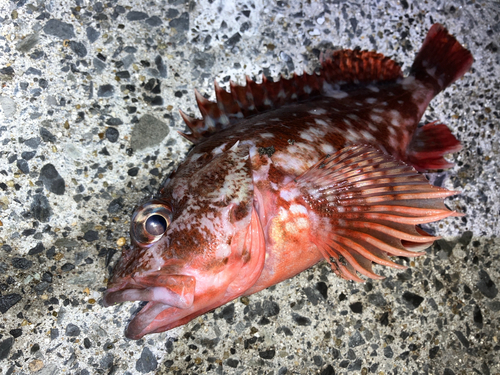 カサゴの釣果