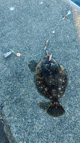 マコガレイの釣果