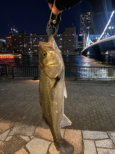 シーバスの釣果