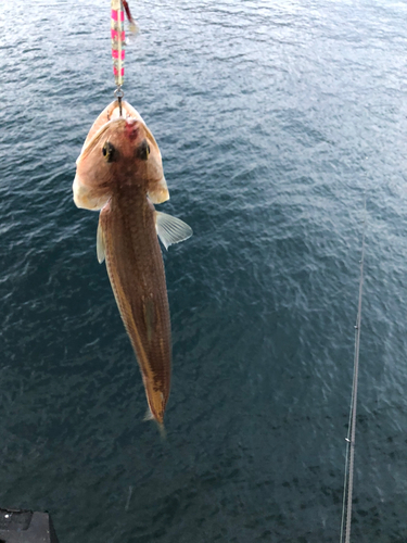 エソの釣果