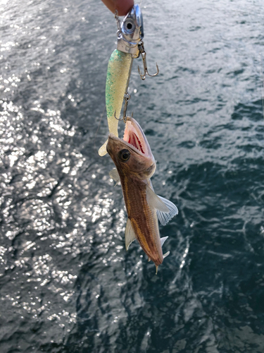 エソの釣果