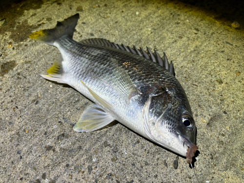 キビレの釣果