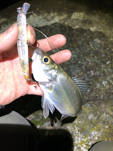 セイゴ（ヒラスズキ）の釣果