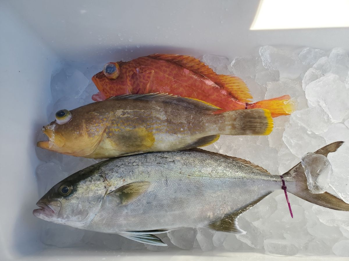 釣りおいちゃん2さんの釣果 1枚目の画像