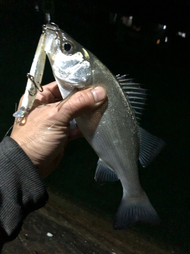 セイゴ（ヒラスズキ）の釣果