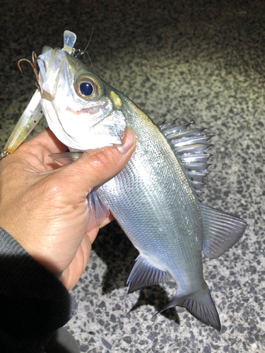 セイゴ（ヒラスズキ）の釣果