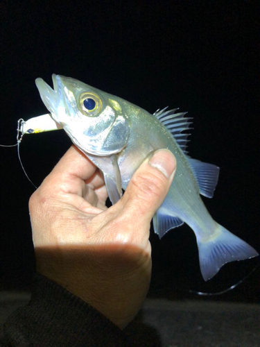 セイゴ（ヒラスズキ）の釣果