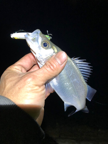 セイゴ（ヒラスズキ）の釣果