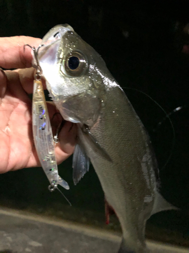 セイゴ（ヒラスズキ）の釣果