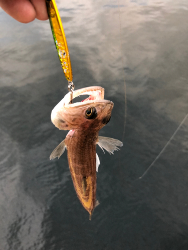 エソの釣果