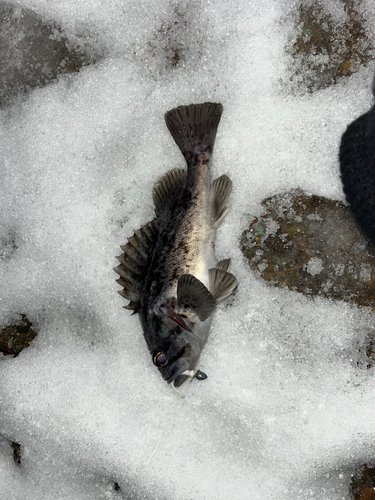 ソイの釣果