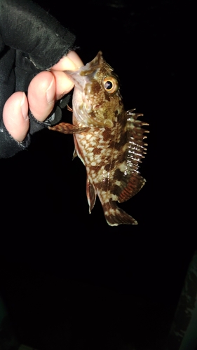 ガシラの釣果