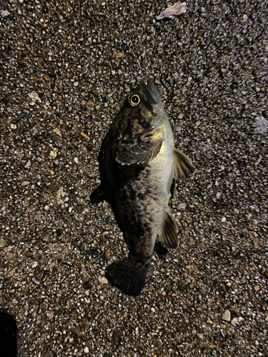 クロメバルの釣果