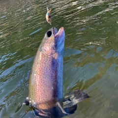 ニジマスの釣果