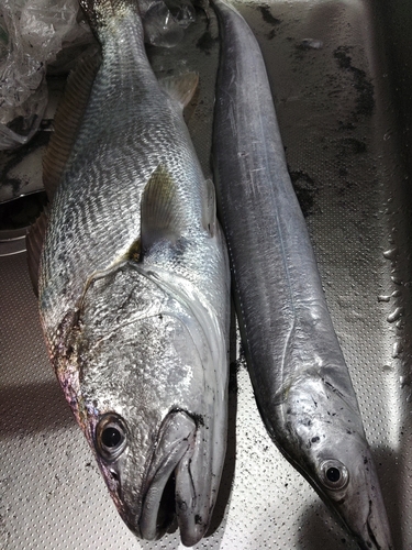 ニベの釣果