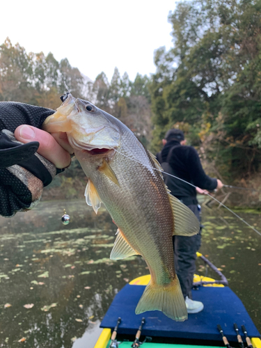 ブラックバスの釣果