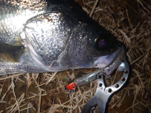 フッコ（マルスズキ）の釣果