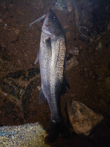 フッコ（マルスズキ）の釣果