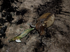 モンゴウイカの釣果