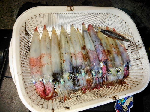 イカの釣果