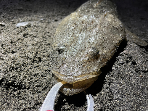 マゴチの釣果