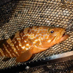 キジハタの釣果