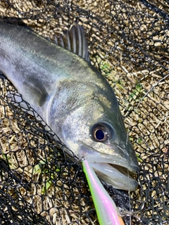 フッコ（マルスズキ）の釣果