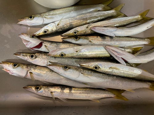 カマスの釣果