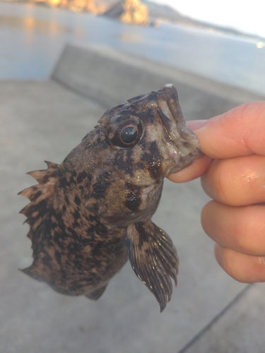 ムラソイの釣果