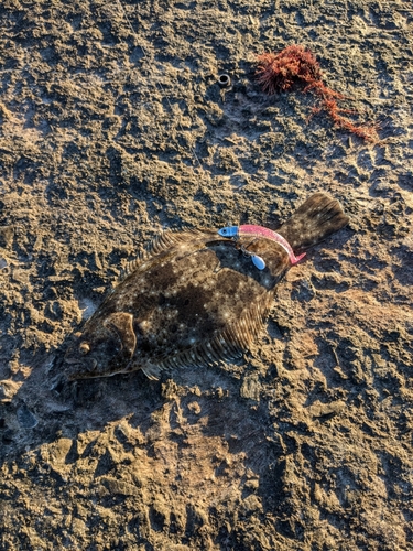 ヒラメの釣果