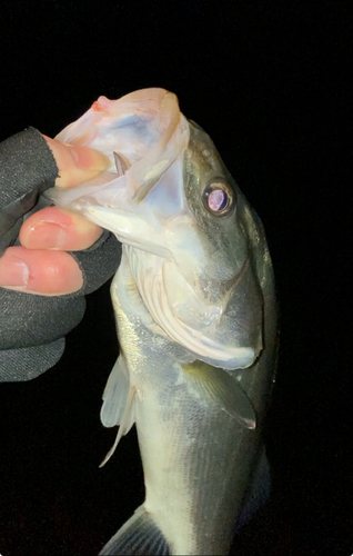 セイゴ（マルスズキ）の釣果