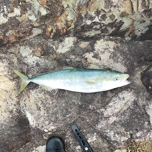 メジロの釣果