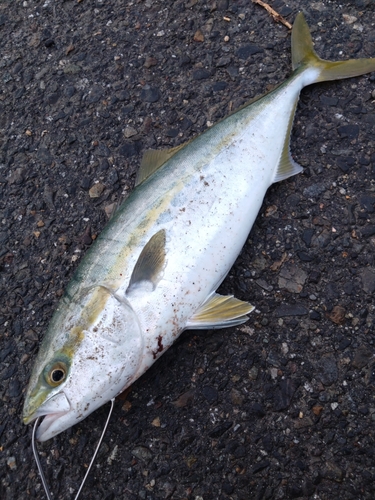 イナダの釣果