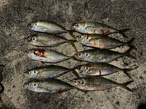 アジの釣果