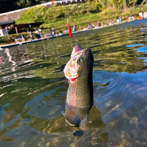 ニジマスの釣果