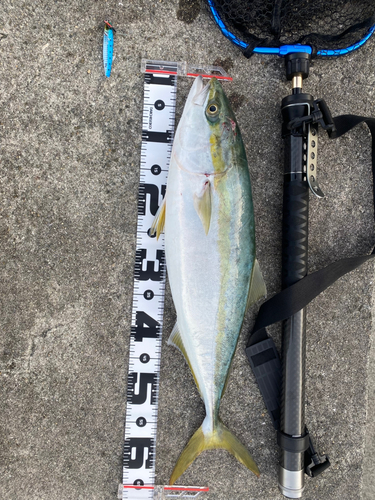 メジロの釣果