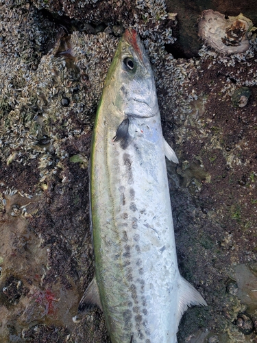 サゴシの釣果