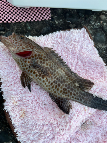 オオモンハタの釣果