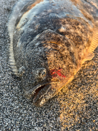 ヒラメの釣果