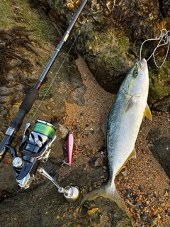 ヤズの釣果