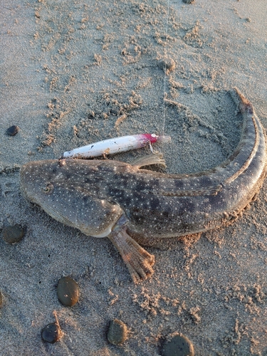 マゴチの釣果