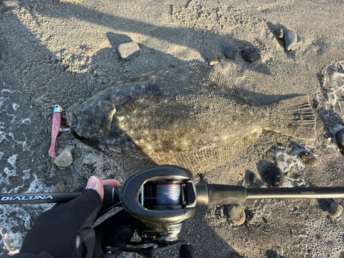 ヒラメの釣果