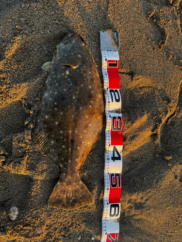 ヒラメの釣果