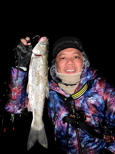 マルタウグイの釣果