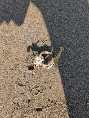 カニの釣果