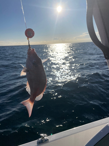 マダイの釣果